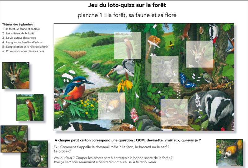 Loto de la foret